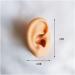 Soft Silicone Ear Sale for Teaching - Silicone Ear Template for Acupuncture - Simulation Silicone Ear Template for Practice - Buy Online on GoSupps.com