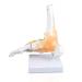 Jackson Global JS00047 Ankle Model - Right Foot with Ligament | International Shipping Available - Buy Online on GoSupps.com