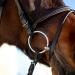 HORZE Weston Padded Leather Horse Bridle with Flash Noseband & Web Reins - Brown | Snaffle Bridle - Buy Online on GoSupps.com