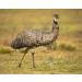 100% Pure Natural Emu Oil 32 oz - Therapeutic Grade A for Hair, Skin, Body | 6X Refined - Buy Online on GoSupps.com