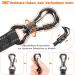 Buy Aystkniet Shock-Absorbing Bungee Tow Leash for Dogs | 3m 5m 10m 15m 20m | Padded Handle Reflective Threads & Lockable Hooks | Ideal for Medium & Large Dogs - Buy Online on GoSupps.com