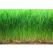 Food to Live Organic Wheatgrass Powder 2lb - Non-GMO, Raw Vegan Superfood Rich in Fiber, Chlorophyll, Fatty Acids & Minerals - Buy Online on GoSupps.com