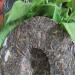 HELLOYOUNG 357g de th Pu'er cru du Yunnan chinois th vert artisanal traditionnel biologique au go t onctueux - Buy Online on GoSupps.com