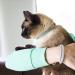 Pettsie Cat Kitten Collar - Breakaway Safety & Friendship Bracelet - Durable 100% Cotton - Adjustable with D-Ring - Blue - Gift Box Included - Buy Online on GoSupps.com