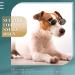 Retro Dog Sunglasses | Classic Round Pet Glasses for Cats and Dogs | Costume Accessories in Black - Buy Online on GoSupps.com