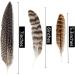 30Pcs Natural Turkey Spotted Feathers for DIY Crafts and Decor - 6-8 inch (3 Styles) - Buy Online on GoSupps.com