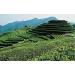 15 sachets de sortes de th Th vert Tieguanyin Th laiteux Oolong Th noir - Buy Online on GoSupps.com