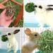 2 Pieces Rabbit Hay Feeder Rabbit Hay Ball Stainless Rabbit Grass Ball Pet Hay Rack Bowl Accessories for Guinea Pig Small Animal Pet - Buy Online on GoSupps.com