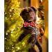 Lionheart Glory Christmas Dog Collar - Adjustable Soft Fly Collars for Small Dogs - Red Penguin Design - XS (1 Pack) - Buy Online on GoSupps.com