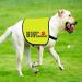 Nervous Dog Jacket Vest Service Dog Working Dog Anxious Dogs Scared Dogs Slogan Warning Vest (NO TOUCH Large) - Buy Online on GoSupps.com