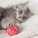 Hartz Just For Cats Toy Variety Pack - 13 Piece: Interactive Cat Toys for Endless Fun - Buy Online on GoSupps.com