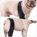 CORHAD Dog Leg Braces for Hindleg Comfortable Dog Knee Dog Back Leg Protector Puppy Pet Mesh Fabric Care M As Shown - Buy Online on GoSupps.com