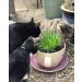 Cat FurNature Rye Cat Grass Seeds (150g) - Natural and Healthy Option for Your Feline Friend - Buy Online on GoSupps.com