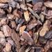 Komodo Forest Terrain Orchid Bark Chips 12 Litre Natural Terrain for Reptiles Orchid Bark Chips Bark Chips for Reptiles Reptile Terrain Reptile Bedding Large Orchid Bark Chips - Buy Online on GoSupps.com