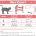 Petom Flower Pattern Cat Dishes & Leash Set | Round Lanyard for Cats - Shop Internationally! - Buy Online on GoSupps.com
