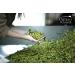 Castillo DE CANENA Reserva Familiar Picual - Spanish Extra Virgin Olive Oil 500ml - Buy Online on GoSupps.com
