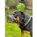 Strong Wire Metal Basket Dog Muzzle for Rottweiler, Mastiff, Golden Retriever | R1 Black/Black Leather - Buy Online on GoSupps.com