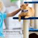 KOLACEN Reflective AirTag Cat Collar GPS Cat Collar with Adjustable AirTag Holder Bell Breakaway Buckle Compatible with Apple AirTag Anti-Lost Cat Tracker Collar for Cats Kittens Small Dogs (Blue) - Buy Online on GoSupps.com