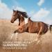 AniForte Bt Pur Beer Yeast for Horses 5kg - Natural Skin & Fur Supplement Supports Gut Health & Nutrient Supply - Buy Online on GoSupps.com