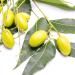Neem Oil Cold Pressed Neem Oil for Essential Oil Mixing Neem Oil Massage Oil 4 oz - Buy Online on GoSupps.com