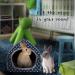 BWOGUE Cozy Guinea Pig Bed Cave House for Small Pets - Blue Hideout for Dwarf Rabbits, Hedgehogs, and Hamsters - Winter Nest and Cage Accessory - Buy Online on GoSupps.com