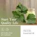 PHATOIL Patchouli Essential Oil 10ML - Pure & Cruelty-Free for Diffusers - Home Fragrance - 10.00 ml (Pack of 1) - Buy Online on GoSupps.com
