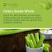 Mimea Celery Seed Whole | 1kg | Quality Ingredients | Great for Cooking & Pickling | Natural | No Additives - Buy Online on GoSupps.com