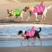Fragralley Dog Life Jacket Shark Vest | Adjustable Ripstop Safety Vest for Dogs | Superior Buoyancy & Rescue Handle | Small Medium Large Dogs | Swim, Pool, Beach, Boating | XS Pink-Wave Shark - Buy Online on GoSupps.com