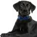 Shop Asvin Velvety Dog Collar - Soft Colorful & Comfortable with Removable Fly for Weddings & Parties | International Shipping - Buy Online on GoSupps.com