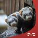 Marshall Pet Products Goodbye Odor Natural Deodorizing Water Supplement for Ferrets - 8 oz - Buy Online on GoSupps.com