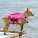 Buy Convinit Life Jacket for Dogs - Adjustable Pink Vest for Small Medium & Large Breeds - Perfect for Boating Swimming & Surfing with Handle & Reflectors - Buy Online on GoSupps.com