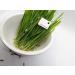 Hundredfold Organic Oat Grain Cat Grass Seed 8oz (227 Grams) - Indoor Pet Grass Seeds for Active Cats Kittens Dogs & Rabbits