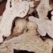 Bighead Atractylodes Rhizome Atractylodes Macrocephala Atractylodes Rhizome Bai Zhu Rhizoma Atractylodis Macrocephalae White Atractylodes Rhizome (8oz) - Buy Online on GoSupps.com