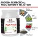 Vegan Plant Protein Powder - Delicious Vanilla Flavor | Buy Online for International Shipping - Buy Online on GoSupps.com