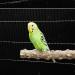 Allazone 6-Piece Bird Seat Rod Set | Premium Cork Seating for Budgies Finches & Aras - Ideal for Bird Comfort - Buy Online on GoSupps.com