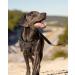 JoyTale Reflective Dog Harness for Small Dogs - Adjustable Soft Padded & Breathable - Anti-Train Design with Control Handle - Brown (1 Pack) - Buy Online on GoSupps.com