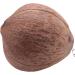 KJKVIVH Natural Coconut Shell Bird Nest House Hut For Pet Parrot Budgies Parakeet Cockatiels Conure Canary Pigeon Cage Rat Gerbil Mice Cage Seed Feeder Toy Nesting Box - Buy Online on GoSupps.com