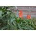 Buy Aloe Arborescens Leaves (500g Bundle) - Organic & Eco-Controlled | Dr. Kim Beisel Deutsches Aloe Vera Center - Buy Online on GoSupps.com