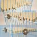 SURUIKEI 2 Pack Bird Perch Platform - Parrot Stand Playground Wood Toy Set for Parakeet, Conure, Cockatiel, Budgie - Cage Accessories for Small Pets - Buy Online on GoSupps.com