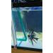Green Acrylic Angelfish & Discus Breeding Slate - Amazon Sword Leaf Simulation for Fish Spawning - USA Made - Buy Online on GoSupps.com