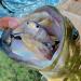 Mike Bucca Baby Bull Shad Swimbait 3.75 - 1/2 oz Golden Shiner | Catch Co Swimbait - Buy Online on GoSupps.com