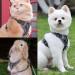 Fineasy Adjustable Cat Dishes & Leash Set - Outbreak-Proof Harness for Cats & Kittens - Gray Medium - Buy Online on GoSupps.com