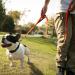 Vivaglory Traffic Handle Dog Leash - Reflective Padded Strong Training Line for Dogs | 1.8m x 1.4cm - Orange - Buy Online on GoSupps.com