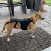 Dog Back Brace Adjustable Spinal Surgery Recovery Dog Back Bracer Comfortable for Slipped Disc (M) - Buy Online on GoSupps.com