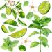 Liquid Hand Soap Refills - Invigorating Peppermint Lime 128oz - Premium International Shipping - Buy Online on GoSupps.com