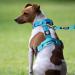 Buy Tspro Tactical Dog Harness with Handle - Military Quality 3.3cm Wide Thick Padded Quick-Release Snap - Ideal for Small Dogs (14-23kg) - Green - Buy Online on GoSupps.com
