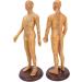 Acupuncture Body Model Professional Acupuncture Model Durable Meridians Acupuncture Model Acupuncture Model Not Easy To Fading for Acupuncture Practice - Buy Online on GoSupps.com