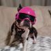 Shop Namsan Anti-UV Dog Glasses & Helmet - Windproof Eye Protection for Small/Medium Dogs | Cool Pink Motorcycle Pet Gear - Buy Online on GoSupps.com