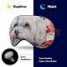 Bichon Frise 4th of July Sleep Mask for Women - Soft Light-Blocking Eye Cover with Adjustable Strap | Ideal Gift for Dog Lovers - Buy Online on GoSupps.com