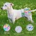 Hisprout Reusable Skirt Diaper for Female Dogs - Washable Durable Puppy Diapers (Size S Mermaid) - Buy Online on GoSupps.com